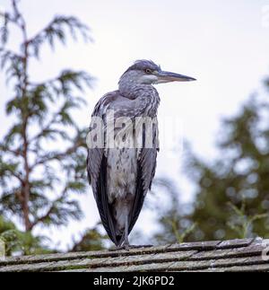 wild Grey Heron perching on roof of hut, Dublin Zoo, Ireland Stock Photo