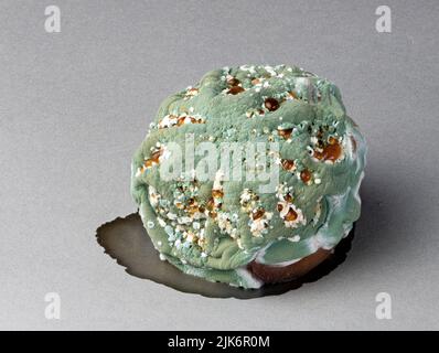 Mold growing on rotting peach. Fifth of a series of six. Stock Photo