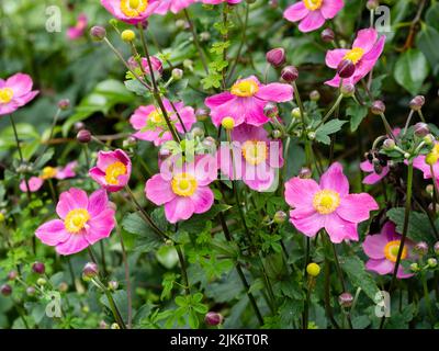 Single pink later summer flowers of the dwarf Japanese anemone, Anemone hupehensis 'Hatakeyama Single' Stock Photo
