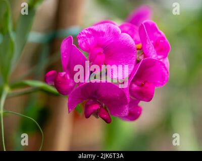 Rose pink summer flowers of the tendril climbing everlasting pea, Lathyrus latifolius 'Red Pearl' Stock Photo