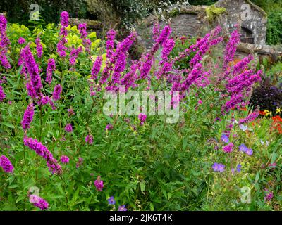 Summer spikes of the deep pink double form of the hardy perennial purple loosestrife, Lythrum salicaria 'Feuerkerze' Stock Photo
