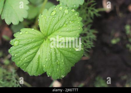 Top view of a three leaf strawberry plant growing in the garden in ...