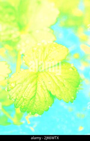 Top view of a three leaf strawberry plant growing in the garden in ...
