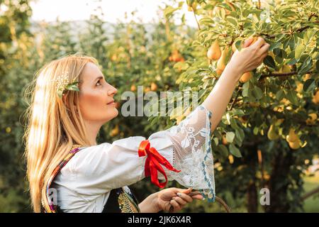 Young blonde woman in Serbian traditional clothes picking pears from a tree Stock Photo