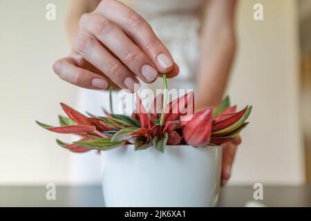 Woman's hands holding a flower of the peperomia rosso Stock Photo