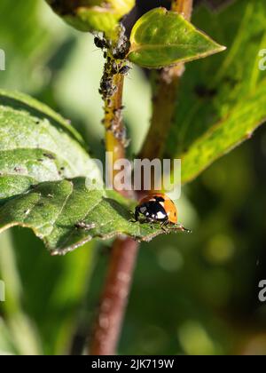 A ladybird feeding on black aphids infesting a Dahlia stem and bud. Stock Photo