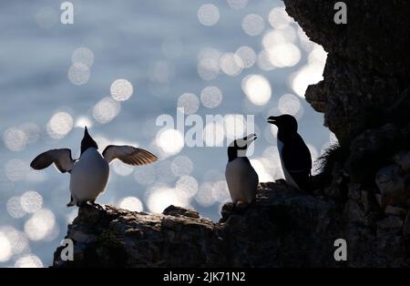 Silhouette of perched Razorbills on a cliff against bokeh background, Bempton, UK. Stock Photo