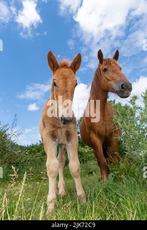 Suffolk Punch draft horse, now a rare breed, with its foal. Somerset, UK. Stock Photo