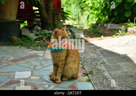 Domestic cat wearing bird warning cat collar covers around the neck Stock Photo