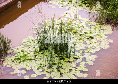 green water grass with green stems in brown river water Stock Photo