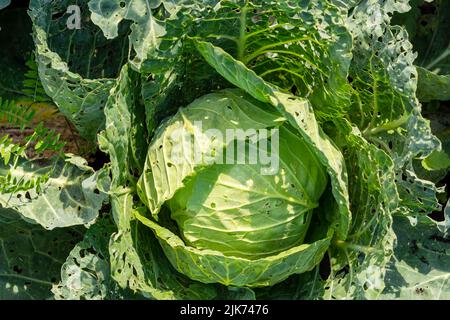 Cabbage damaged insects pests close-up, leaves cabbage in hole, eaten by larvae butterflies and caterpillars. Plant diseases Stock Photo