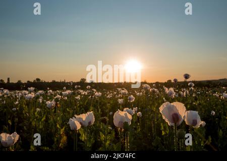 Sunset over the field, poppy seed blossoms. Stock Photo