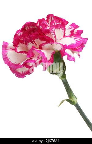 White carnation with magenta edges of petals isolated on white background Stock Photo