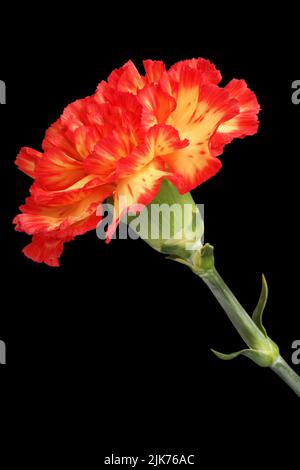 Yellow carnation with red edges of petals isolated on black background Stock Photo