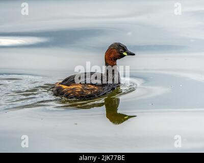 Little grebe - Tachybaptus ruficollis Stock Photo