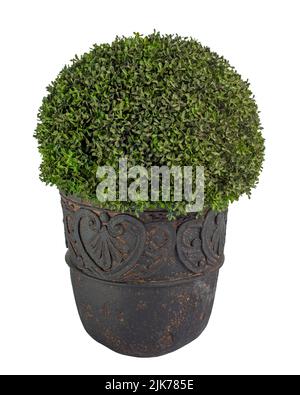 modern boxwood bush in a vase, an evergreen plant in a tub, object isolated on white background Stock Photo
