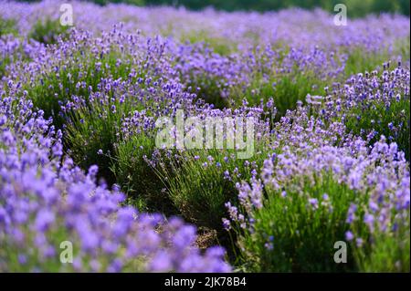 Blooming lavender bushes in a farmer's field shot close-up Stock Photo