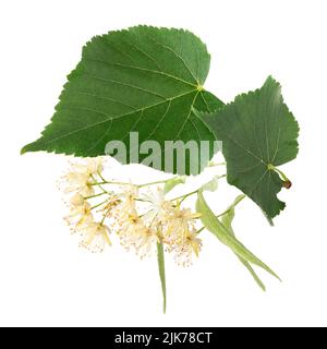 Linden flowers isolated on white background Stock Photo