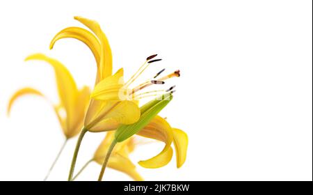 Yellow Lily flower close-up on white background. Stock Photo