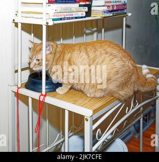 orange tabby cat, sitting at empty food dish, chubby body, on bakers rack, cookbooks, pet, feline, animal, PR Stock Photo