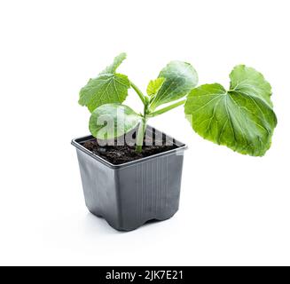 Baby  squash plant sprout in plastic pot ready to plant isolated on white background Stock Photo