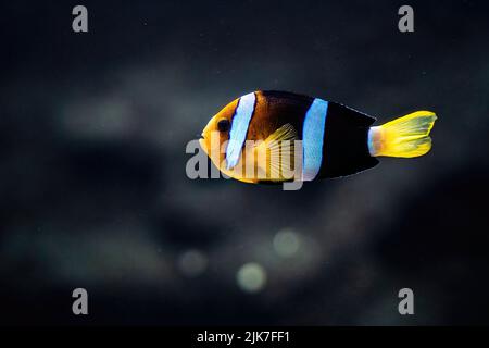 Sebae clownfish or Amphiprion sebae swimming in the sea, also known as the sebae clownfish, is an anemonefish found in the northern Indian Ocean Stock Photo