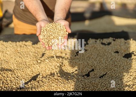 Close up of man showing coffee beans with his hands Stock Photo