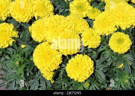 French Marigold(Tagetes patula nana 'Discovery Yellow') flowers in sunshine. Stock Photo