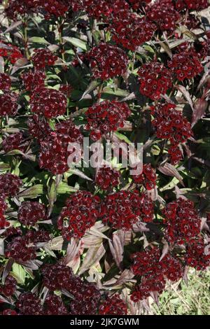 Sweet William(Dianthus barbatus 'Black magic') flowers Stock Photo