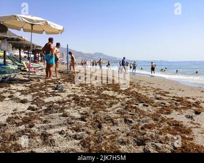 Seaweed on beach of Fuengirola, Malaga province, Spain. Stock Photo