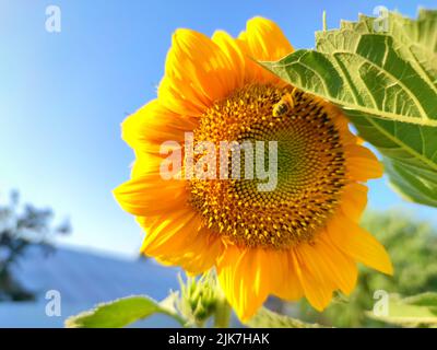 Vibrantly colored yellow sunflower with bee against a blue sky as background. Stock Photo