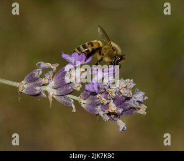 Honey Bee on Lavender Stock Photo