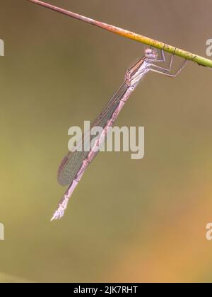 Common winter damselfly (Sympecma fusca) perched on twig against bright green background Stock Photo