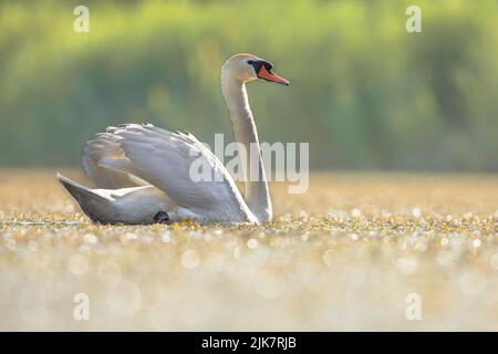 Mute Swan (Cygnus olor) Swimming on Lake in sparkling backlight. This is a species of swan and a member of the waterfowl family Anatidae. Wildlife Sce Stock Photo
