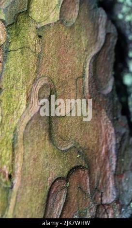 The bark of the spruce tree in close-up. Wet spruce bark, background with the appearance of spruce bark forming rounded shapes. Stock Photo