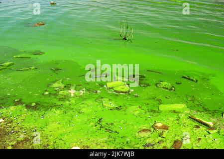 Dirty green waters, wave with algae, problem of environmental pollution. Toxic decaying algae in river wave. Ecological catastrophy Stock Photo