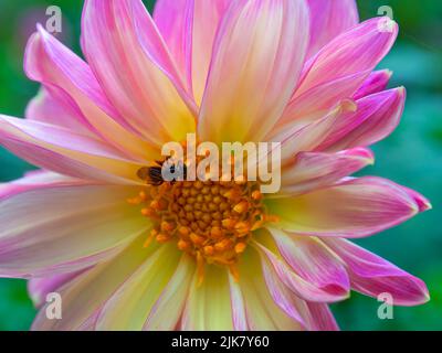 Macro photography of a Tetragonisca angustula black bee on a pink and yellow dahlia flower, captured in a garden near the colonial town of Villa de Le Stock Photo