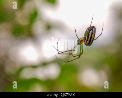 Macro photography of a garden orchad spider hanging from its web agains the sky. Captured in a garden near the colonial town of Villa de Leyva, in cen Stock Photo