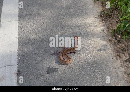 A Malayan Pit Viper snake dead on a road in Thailand, South East Asia, having been run over by a vehicle. Calloselasma rhodostoma. Road kill Stock Photo