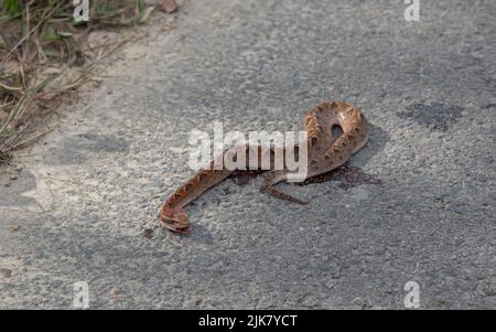 A Malayan Pit Viper snake dead on a road in Thailand, South East Asia, having been run over by a vehicle. Calloselasma rhodostoma. Road kill Stock Photo