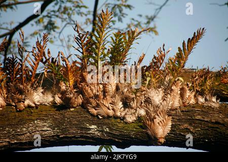 Asplenium nidus, or bird nest fern, is an epiphytic plants which grows on the surface of a plant or tree Stock Photo