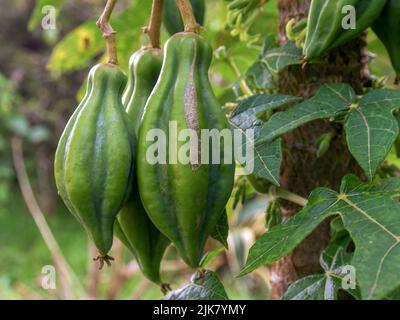 Close-up photography of three unripe mountain papaya fruits hanging from the tree, captured in a farm near the colonial town of Villa de Leyva in cent Stock Photo