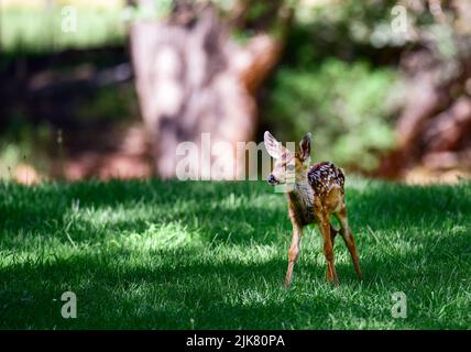Newborn elk calf in Utah Stock Photo