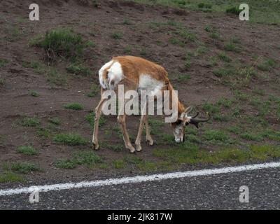 The pronghorn, Antilocapra americana, feeding on the grass roadside in the Yellowstone National Park, Wyoming, USA. Wild animal in its natural habitat Stock Photo