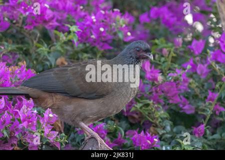 A Chaco chachalaca (Ortalis canicollis), related to guans and cuassows, forages in the undergrowth for insects, fruit, and plant matter. Stock Photo