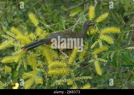 A Chaco chachalaca (Ortalis canicollis), related to guans and cuassows, forages in the undergrowth for insects, fruit, and plant matter. Stock Photo