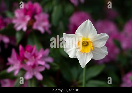 Spring flowers blooming at the  H.R. MacMillan Space Centre building in Vancouver, British Columbia, Canada. Stock Photo