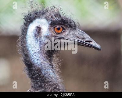 A closeup portrait of a delightful winsome Emu in outstanding beauty. Stock Photo