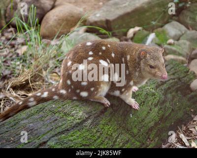 Beautiful stylish Spotted-Tailed Quoll with distinctive white markings. Stock Photo