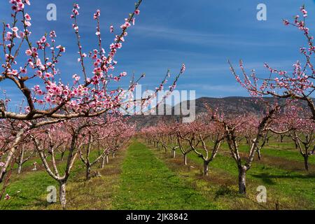 Cherry trees blooming in the orchards near Oliver, British Columbia, Canada. Stock Photo